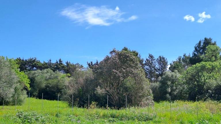 Terreno a Sassari in Strada Comunale San Pietro d'Ottava - Foto 3