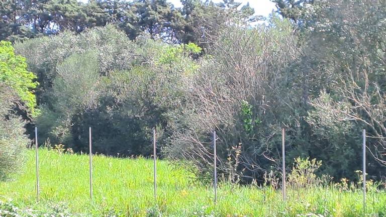 Terreno a Sassari in Strada Comunale San Pietro d'Ottava - Foto 4