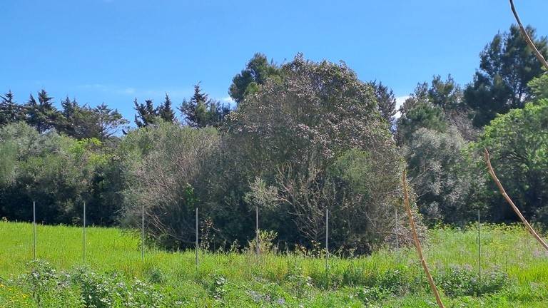 Terreno a Sassari in Strada Comunale San Pietro d'Ottava - Foto 5
