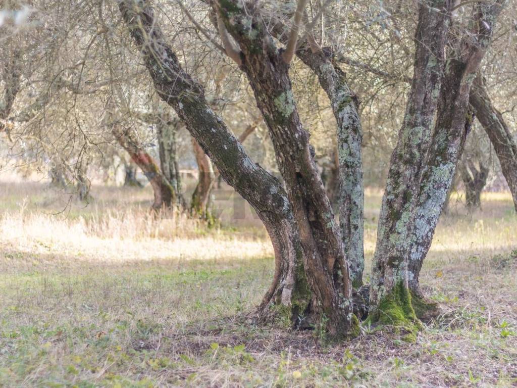 Rustico / casale a Vetralla in Via Aurelia Bis - Foto 4