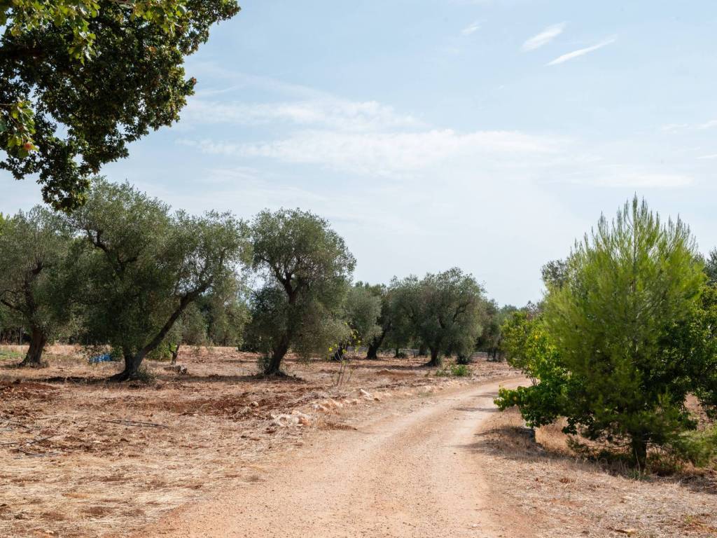 Rustico / casale a Ceglie messapica in SS581 - Foto 3