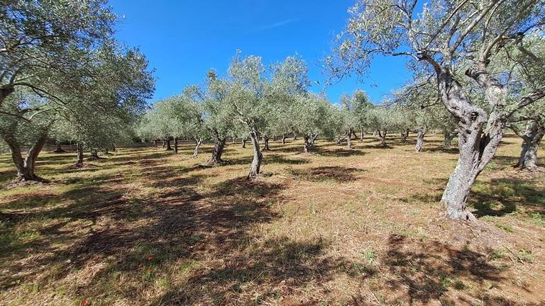Terreno a Sassari in Strada Vicinale Maccia Crabili - Foto 2