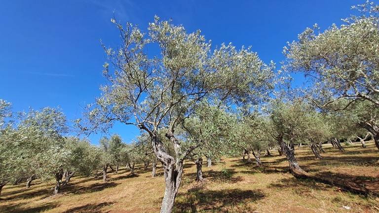 Terreno a Sassari in Strada Vicinale Maccia Crabili - Foto 3
