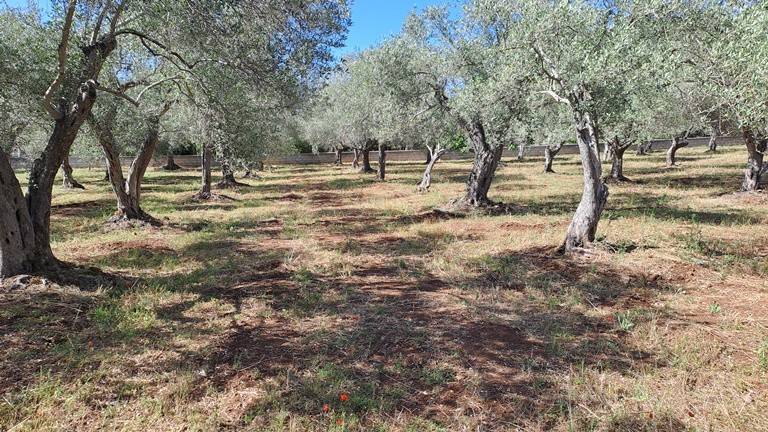 Terreno a Sassari in Strada Vicinale Maccia Crabili - Foto 4