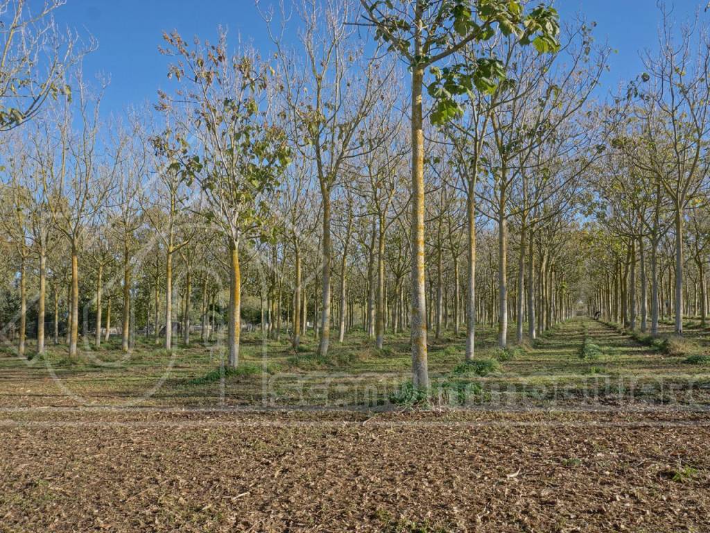 Terreno a Ussana - Foto 2