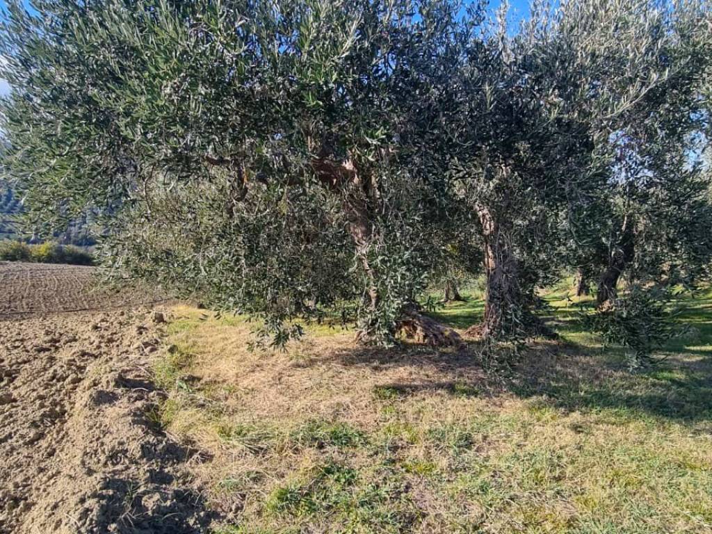 Terreno a Saludecio in Via Monte del Prete Basso - Foto 2