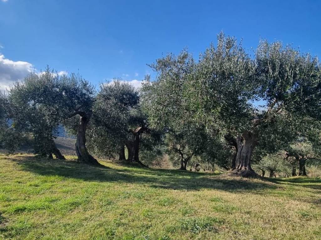 Terreno a Saludecio in Via Monte del Prete Basso - Foto 5