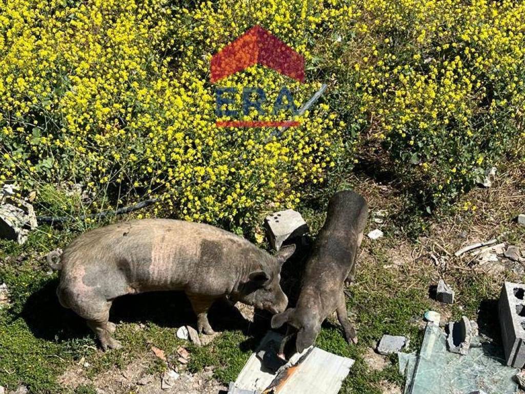 Villa a Catania in Via Cavallo Marino - Foto 3