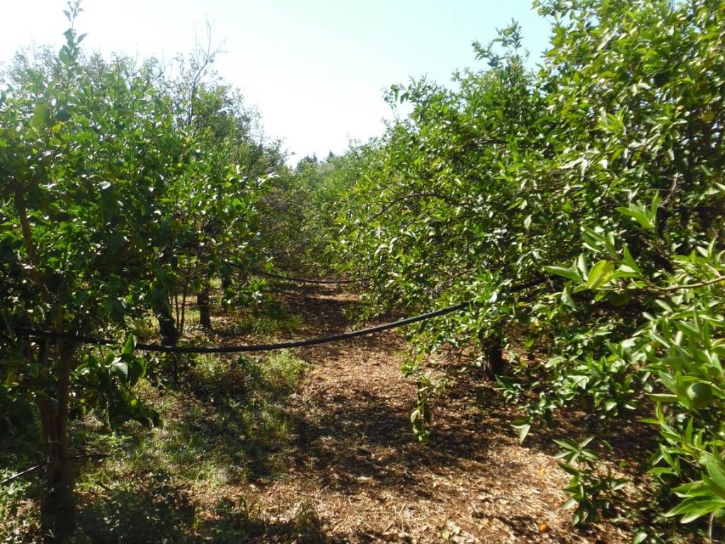 Terreno a Floridia - Foto 3