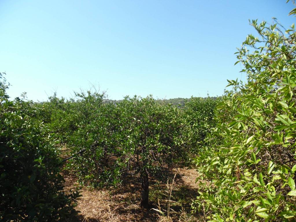Terreno a Floridia - Foto 4