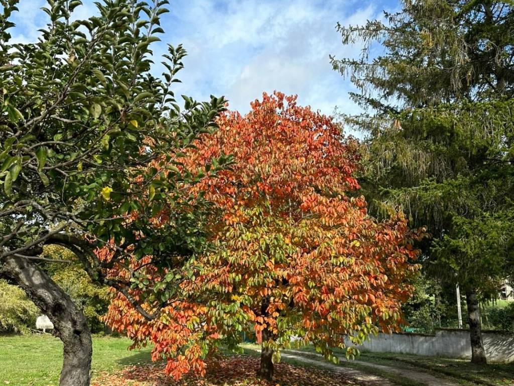 Rustico / casale a Orte in Via Le Grazie - Foto 2