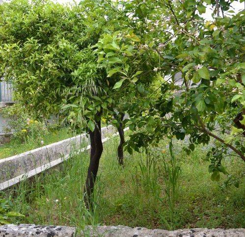 Villa a Presicce-acquarica in Via Mazzini 73 - Foto 5