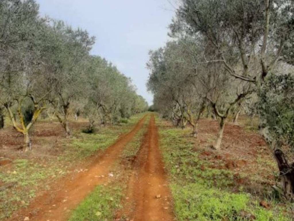 Terreno a Nardò in contrada sciogli - Foto 2