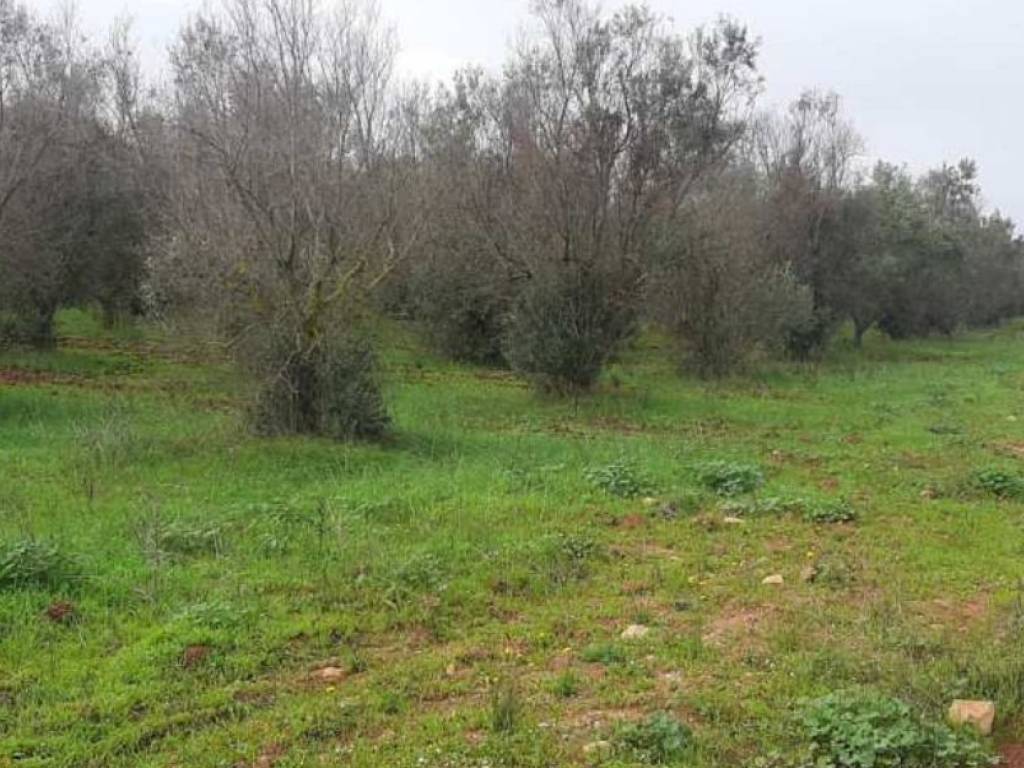 Terreno a Nardò in contrada sciogli - Foto 3