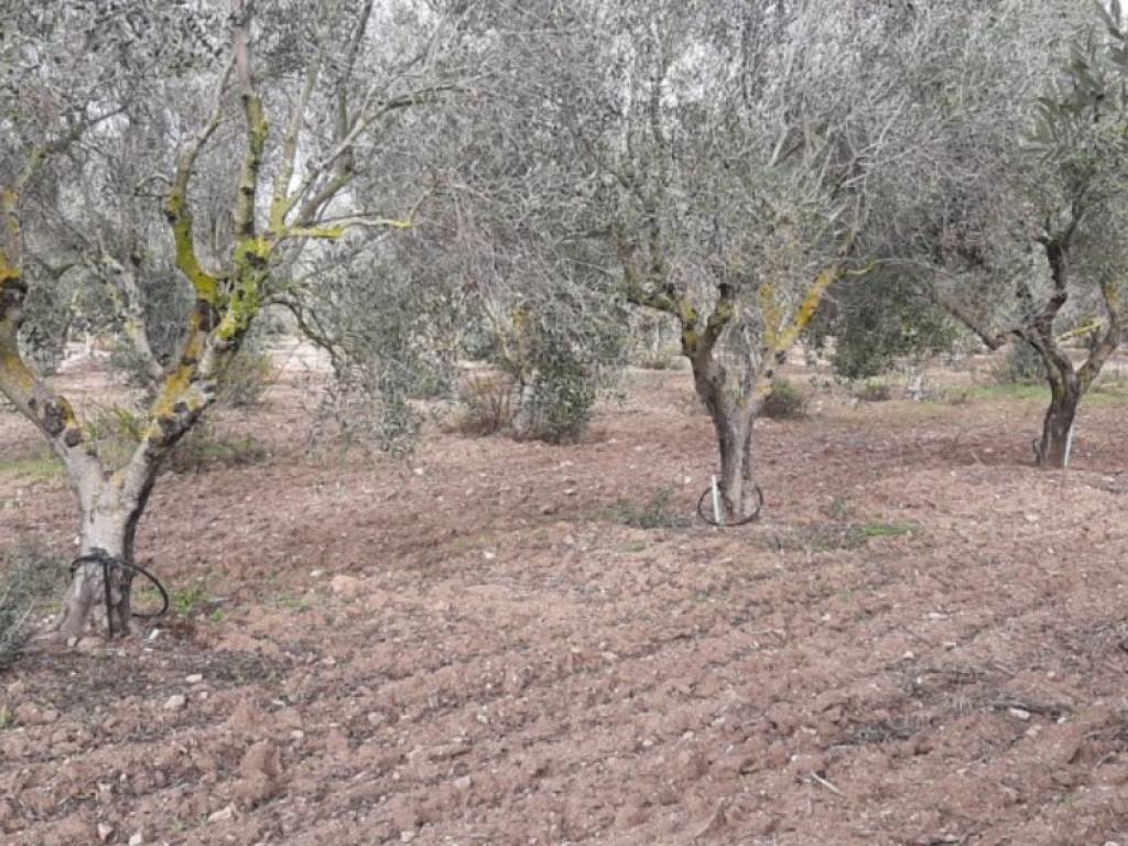 Terreno a Nardò in contrada sciogli - Foto 4