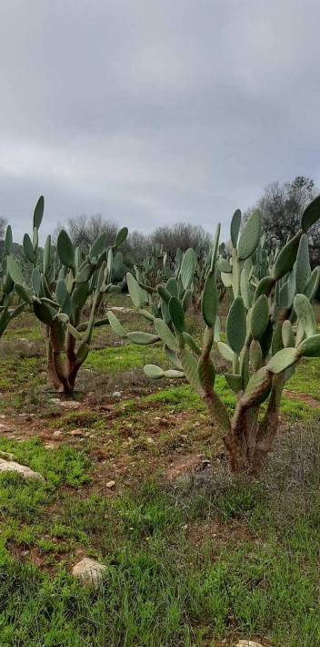 Terreno a Nardò in contrada sciogli - Foto 5