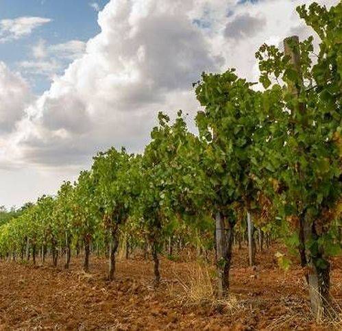 Rustico / casale a Naro - Foto 3