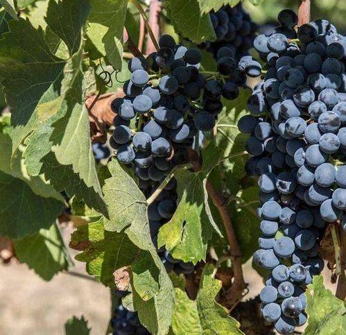 Rustico / casale a Naro - Foto 4