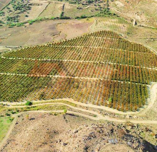 Rustico / casale a Butera - Foto 5