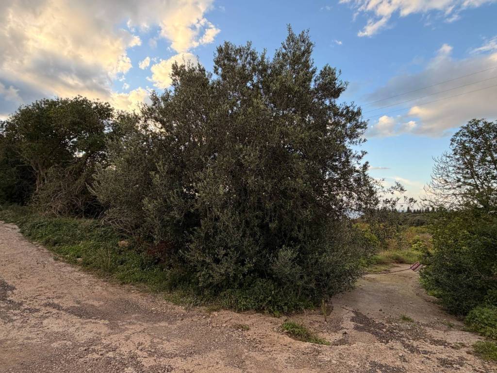 Terreno a Campofelice di roccella in Contrada Roselle - Foto 5