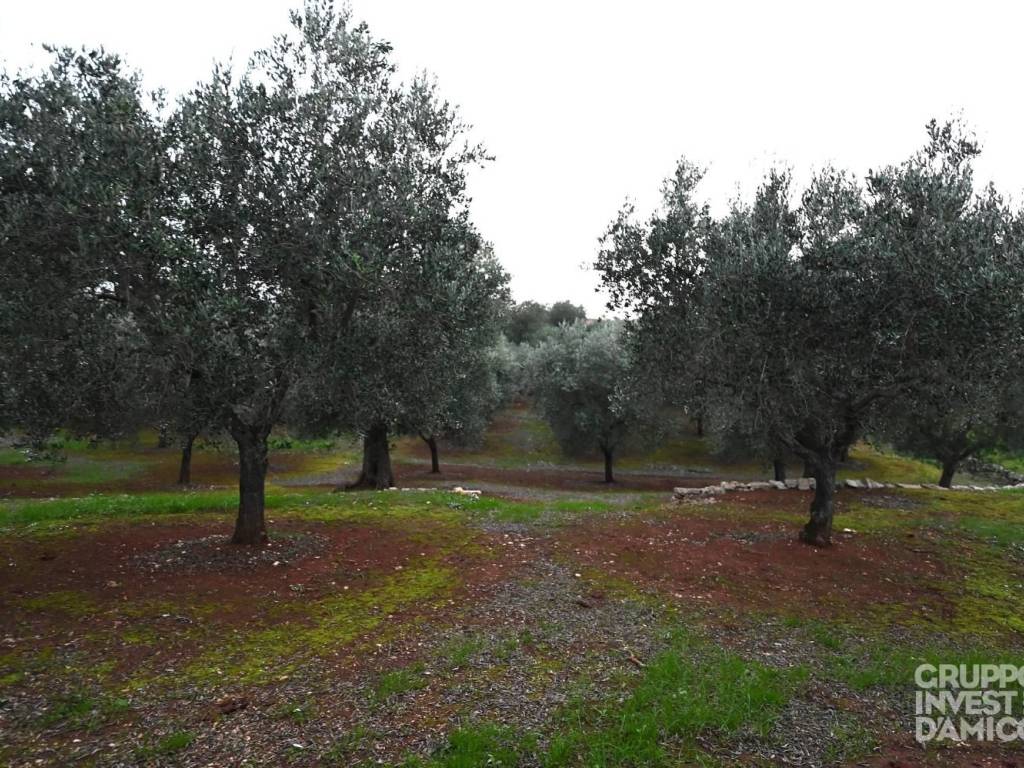 Terreno a Ostuni in Contrada San Salvatore - Foto 2