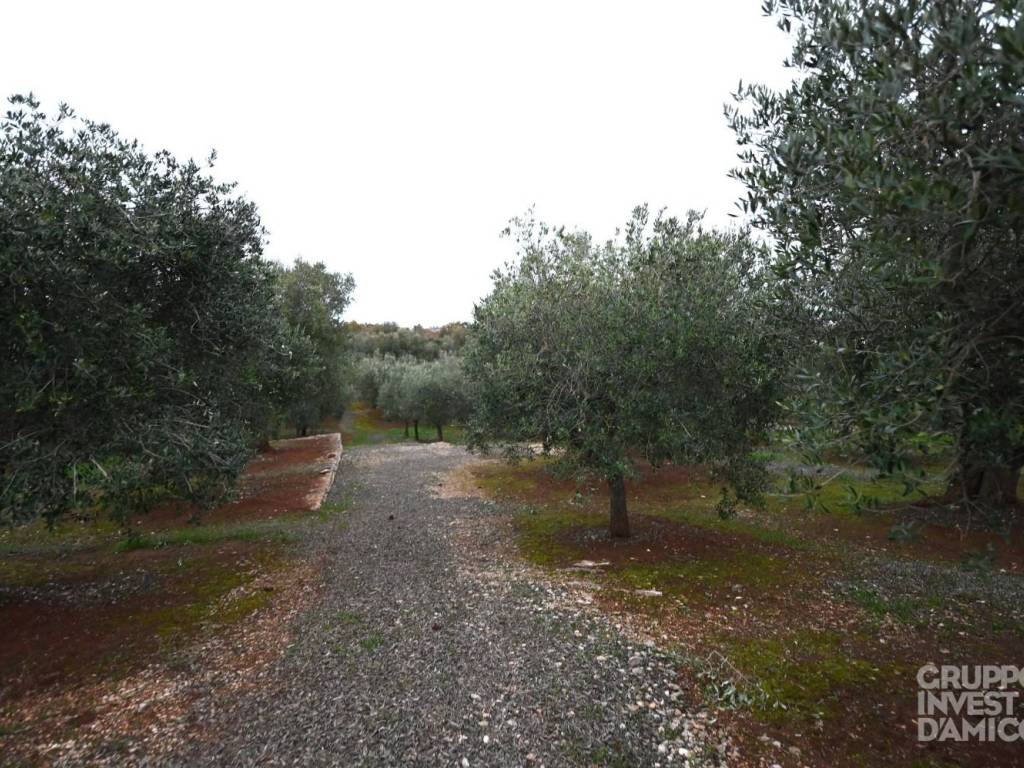 Terreno a Ostuni in Contrada San Salvatore - Foto 4