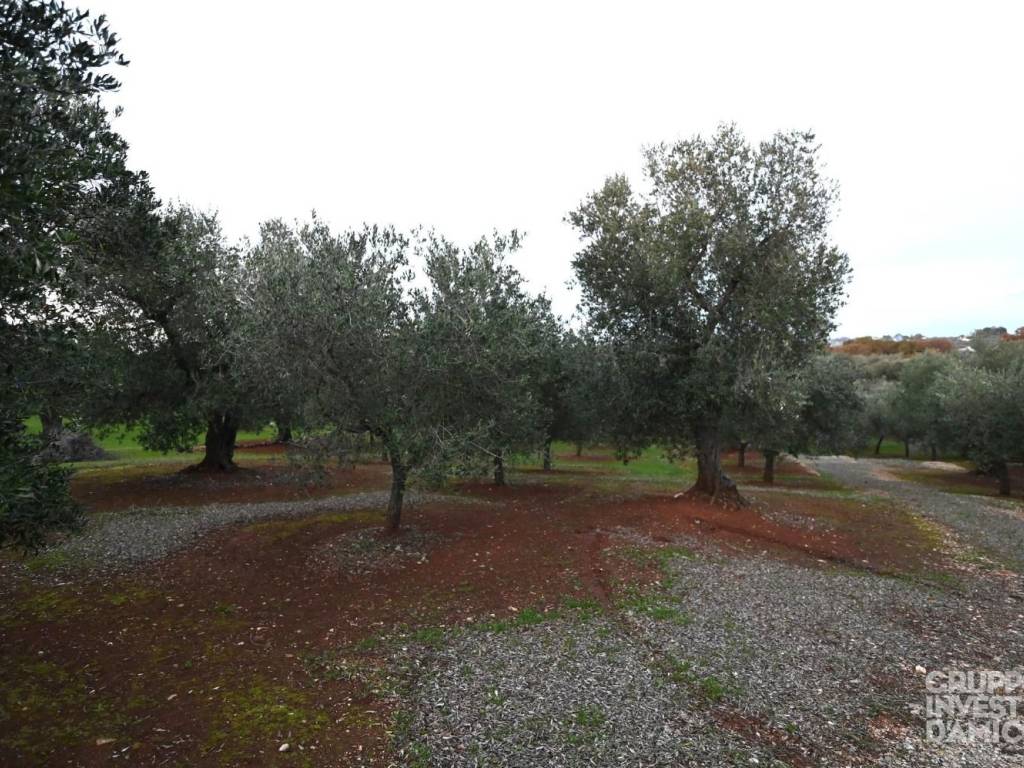 Terreno a Ostuni in Contrada San Salvatore - Foto 5