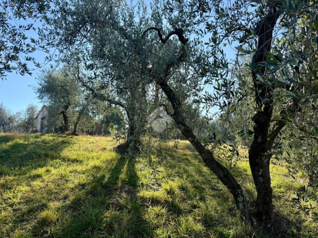 Rustico / casale a Soriano nel cimino in Località San Venanzio - Foto 4