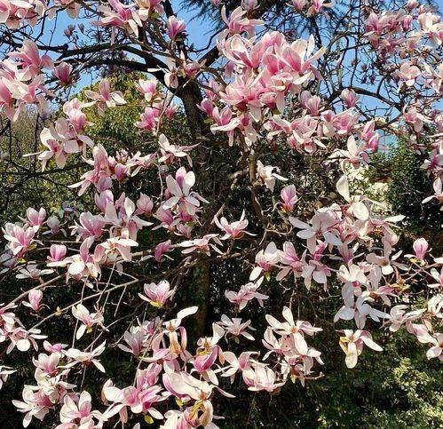 Villa a Susegana - Foto 5