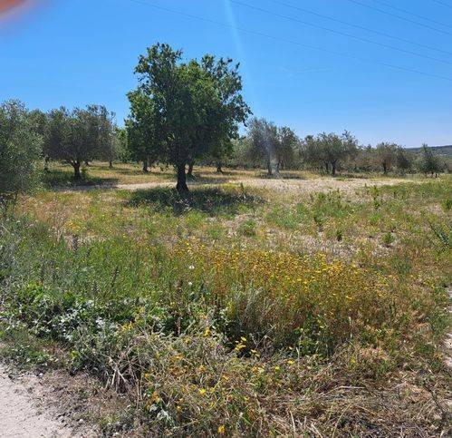 Terreno a Noto - Foto 5