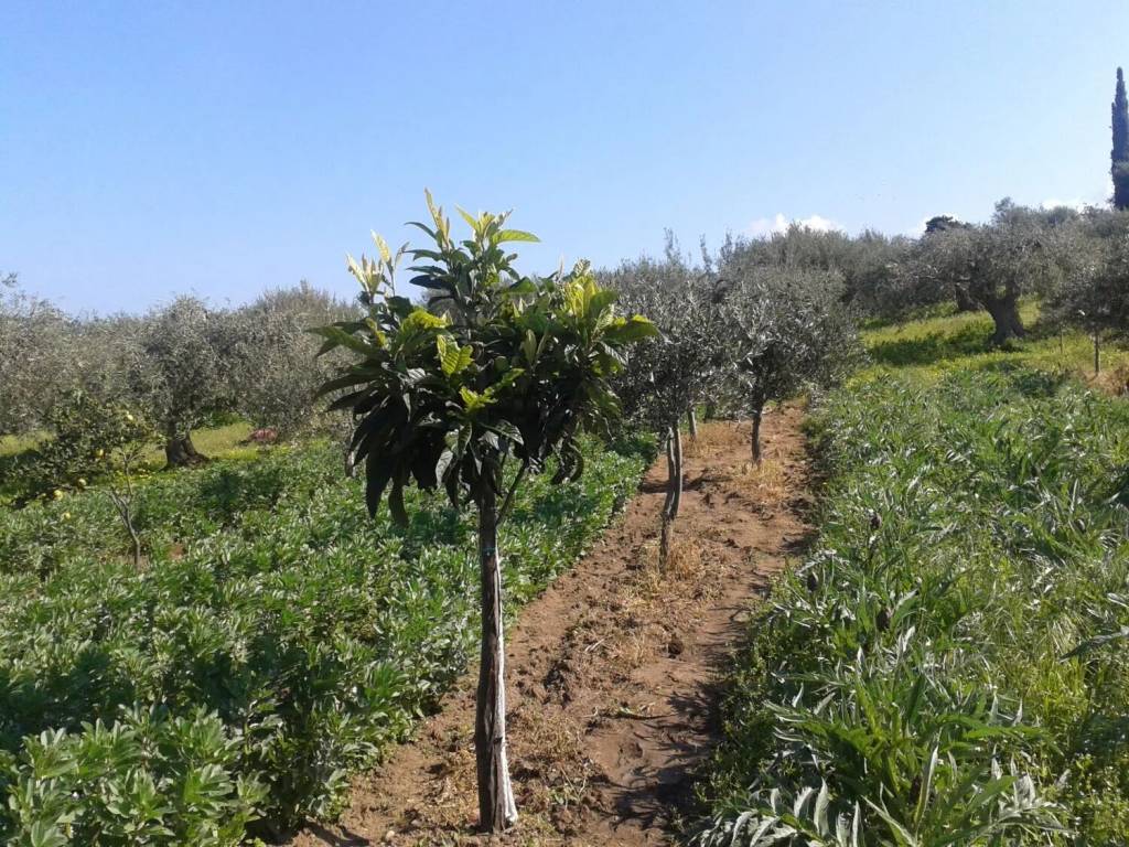 Terreno a Campofelice di roccella in Contrada Roselle No Number - Foto 4