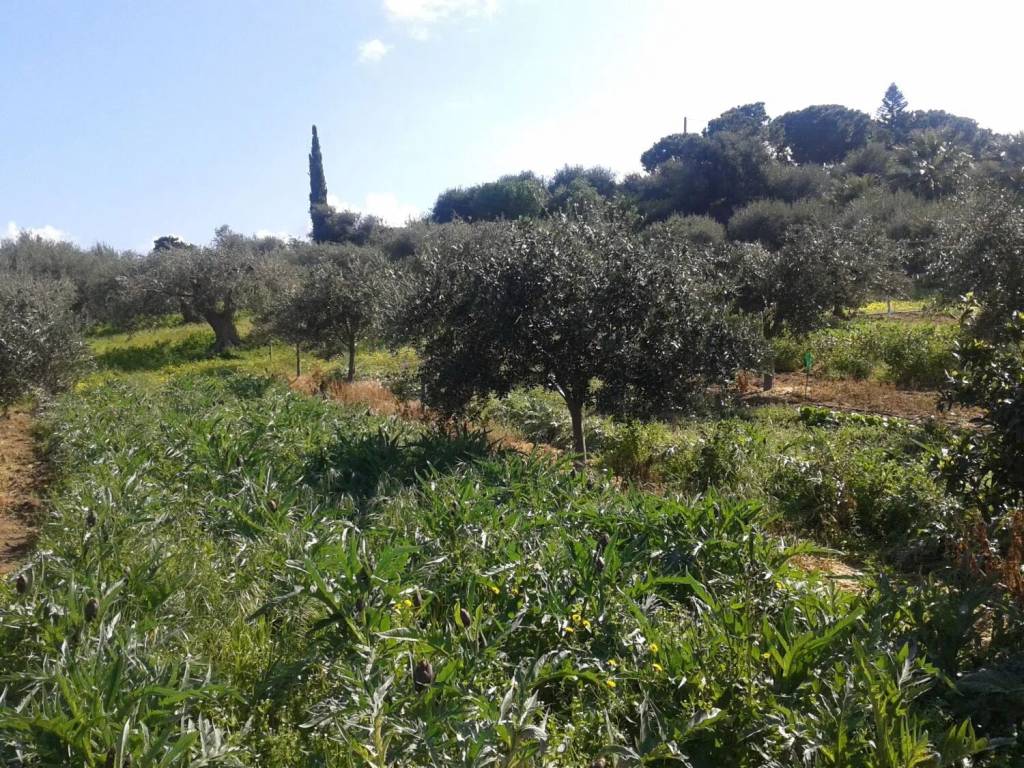 Terreno a Campofelice di roccella in Contrada Roselle No Number - Foto 5