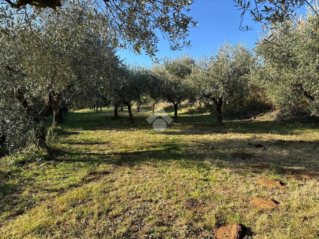 Terreno a San cesareo in Via della Faeta, 32 - Foto 2