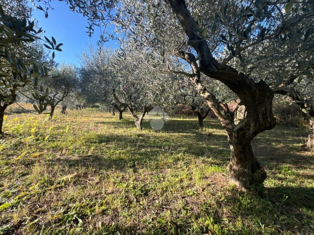 Terreno a San cesareo in Via della Faeta, 32 - Foto 4