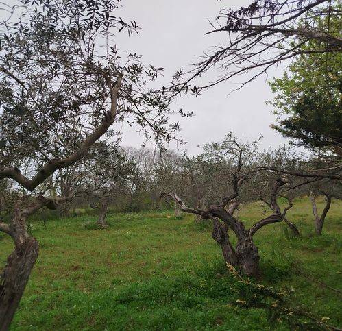 Terreno a Caltanissetta in Niscima Nord - Foto 4