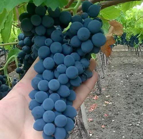 Terreno a Naro in Contrad Cimino - Foto 2