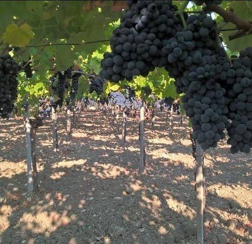 Terreno a Naro in Contrad Cimino - Foto 3