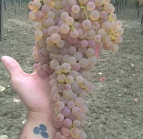 Terreno a Naro in Contrad Cimino - Foto 4