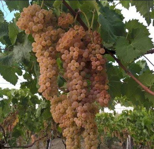 Terreno a Naro in Contrad Cimino - Foto 5