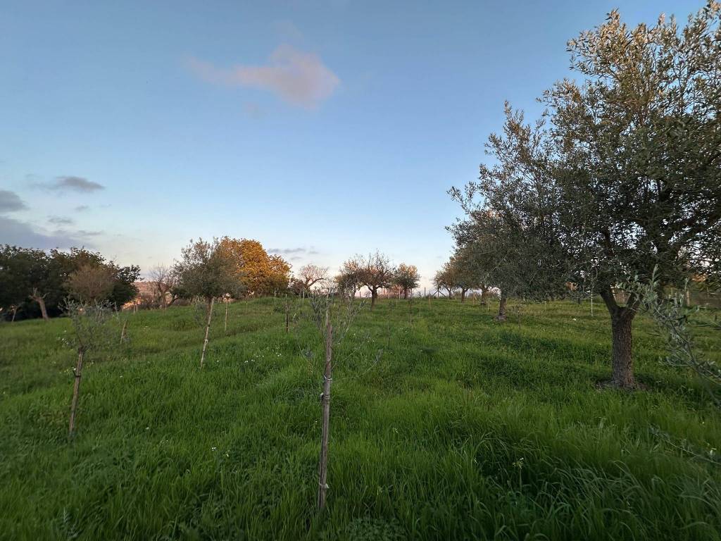 Terreno a Noto in Strada Statale Sud Occidentale Sicula - Foto 3