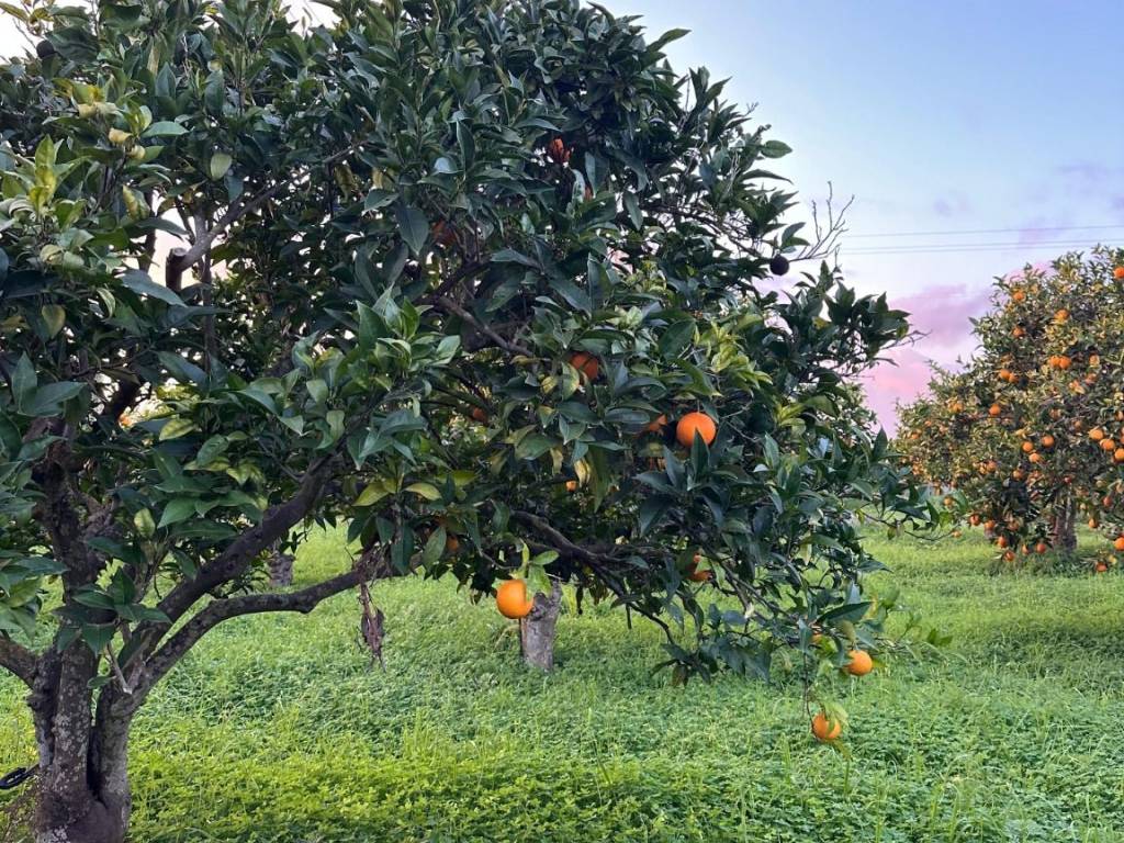 Terreno a Noto in Strada Statale Sud Occidentale Sicula - Foto 5