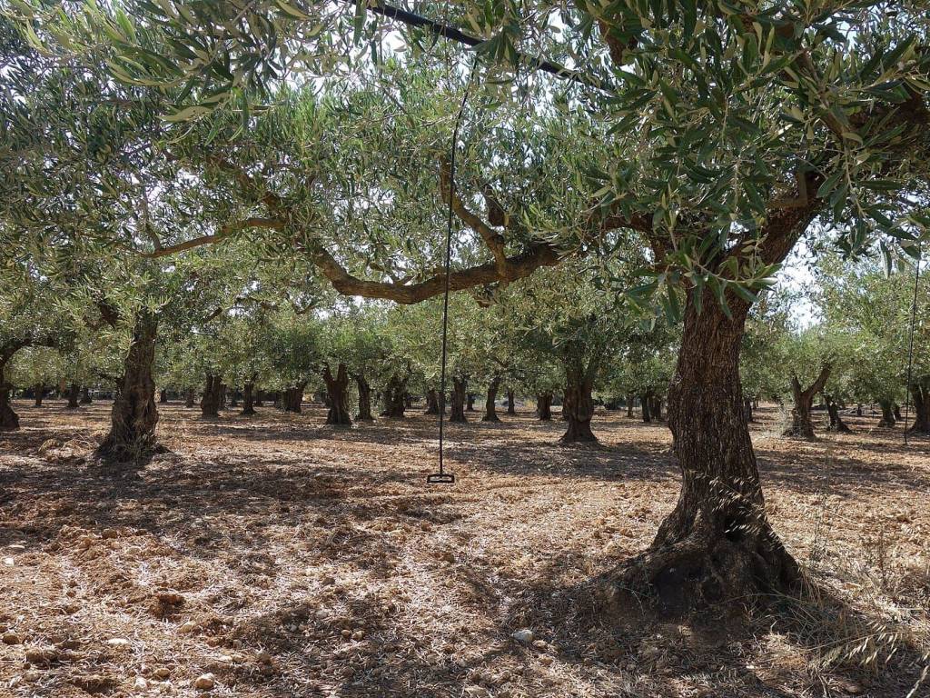 Terreno a Barletta in Contrada Avantaggio - Foto 2