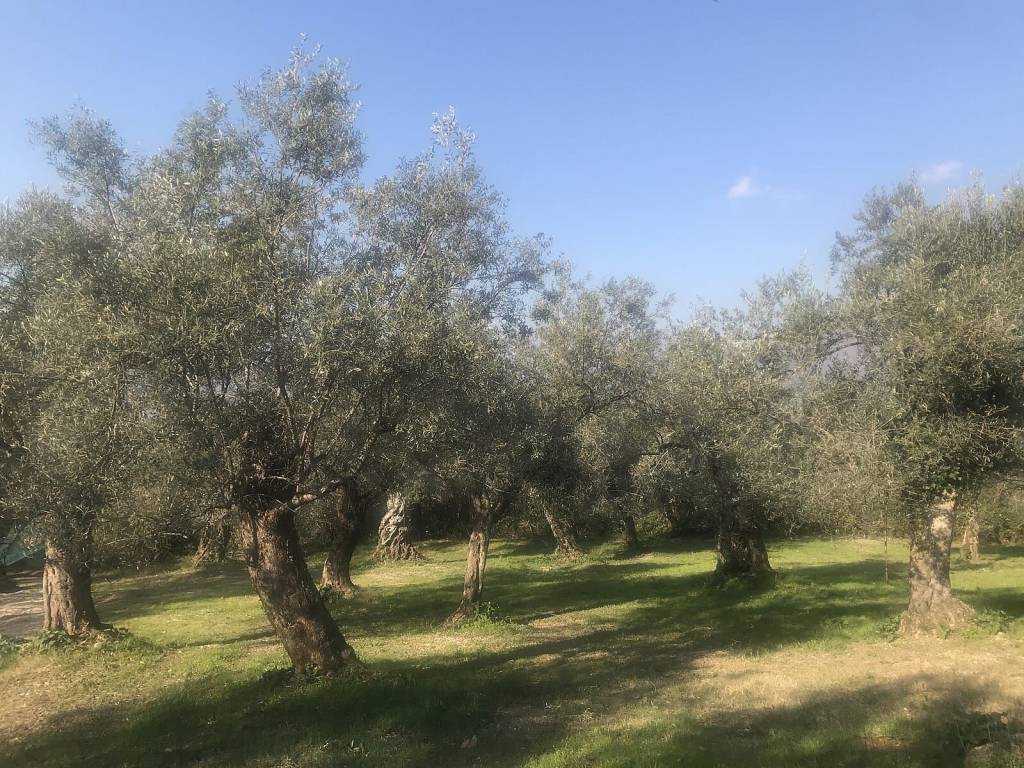 Terreno a Barletta in Contrada Avantaggio - Foto 3