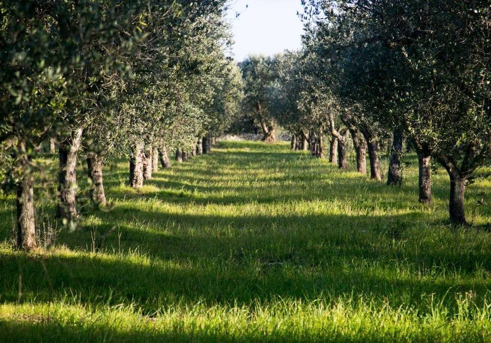 Terreno a Barletta in Contrada Avantaggio - Foto 4