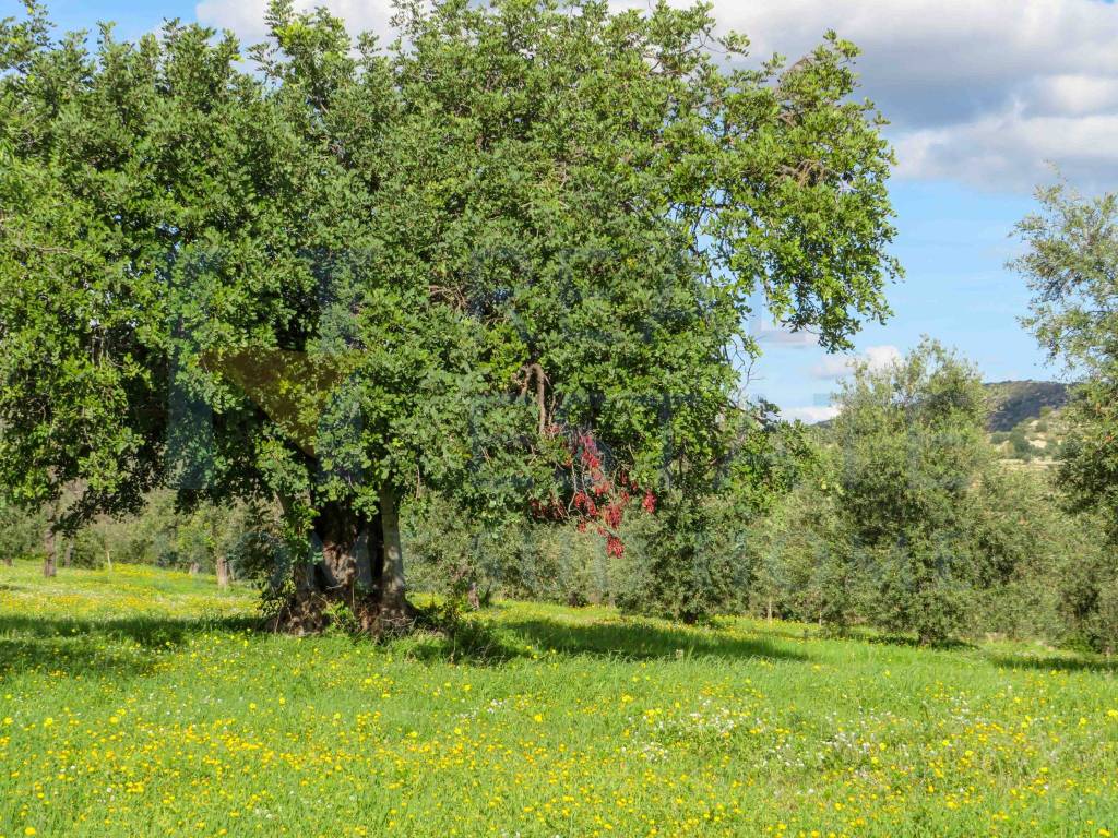 Terreno a Noto in Strada Statale di Noto - Foto 2