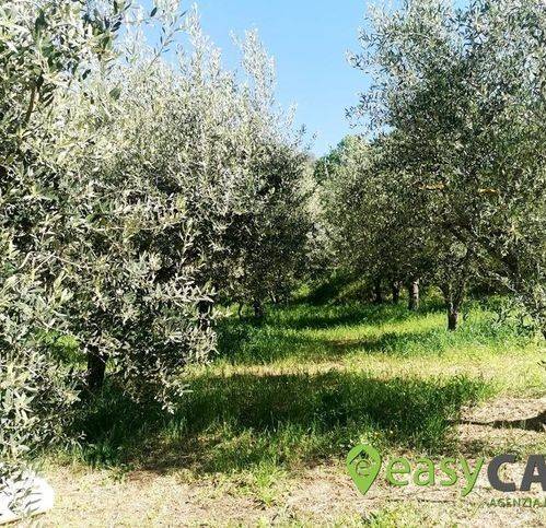 Terreno a Montecorvino rovella in Contrada Cotone 6 - Foto 2