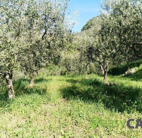 Terreno a Montecorvino rovella in Contrada Cotone 6 - Foto 5