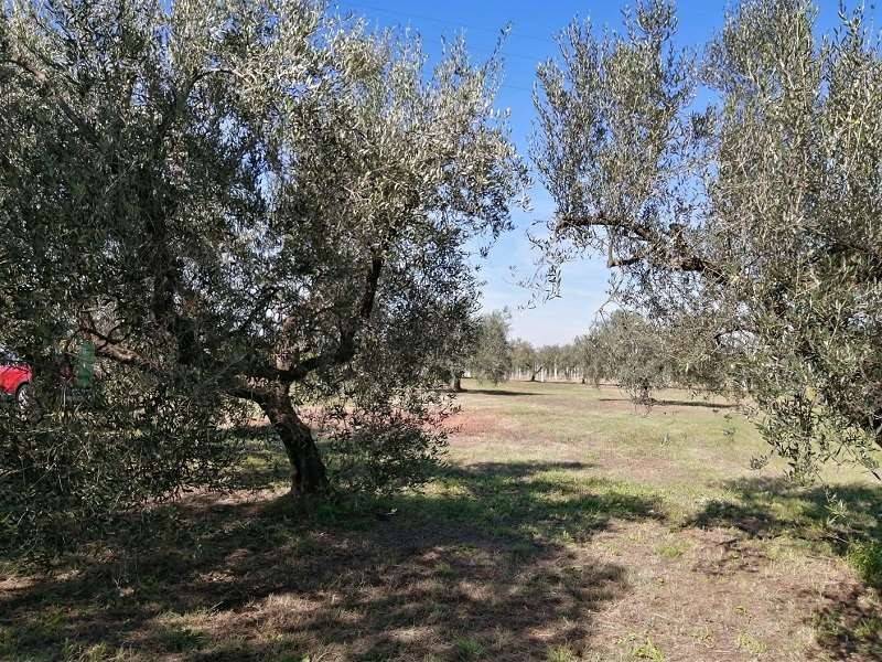 Terreno a Lanuvio - Foto 2