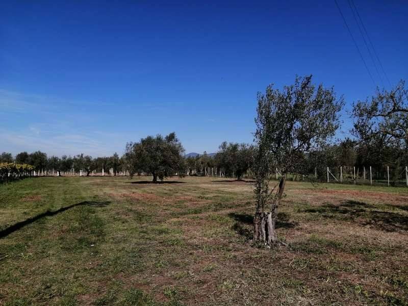 Terreno a Lanuvio - Foto 3