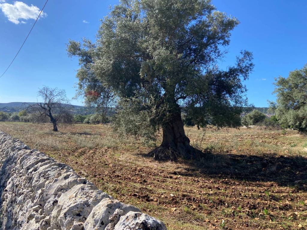 Terreno a Canicattini bagni in Strada Scala di Gemmazza - Foto 5